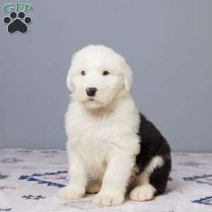 Mannie, Old English Sheepdog Puppy